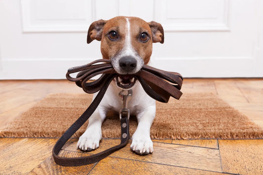 Leash Manners: The Foundation of Canine Citizenship