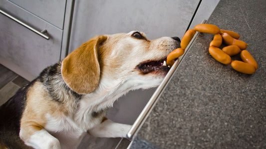 5 Common Dog Behavior Problems and How Training Can Help