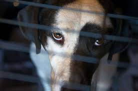 The Hidden Effects of Trauma in Dogs: Understanding and Helping Your Furry Friend